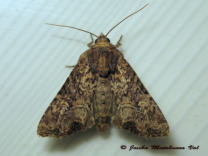 Noctuidae a determinar:  Mniotype sp.